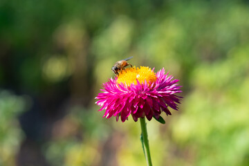 Fototapeta premium Immortelle strawflower also called as helichrysum flower in lilac pink colors and bee is sitting on it collecting pollen. Blurred bokeh background with copy space