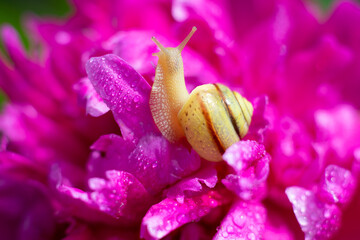 Metaphor of relaxing, tranquility and peace. Small snail is looking up and crawling on bright pink...