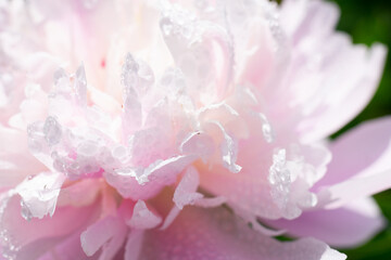 Floral background made of close view of many delicate petals of peony flower with many water drops glowing on summer sunlight. Design element with copy space.