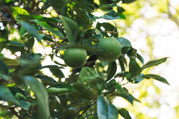 Limetten am Limettenbaum im Sommer