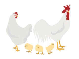 White Leghorn Chickens, Hen, Rooster and chicks