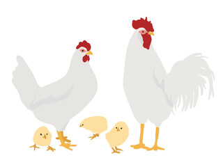 White Leghorn Chickens, Hen, Rooster and chicks