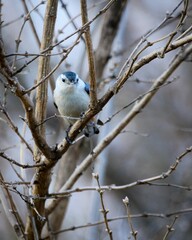 Small blue and white bird is perched on a tree limb, looking outward