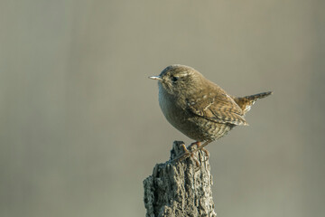 Wren standing on a small trunk at sunset.