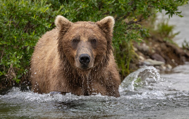Obraz premium Brown Bear Fishing for Salmon in Katmai, Alaksa