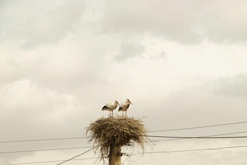 Storks perched atop a nest on a pole beneath a telephone line with a cloudy sky in the backdrop