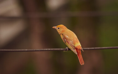 Bird hanging on a wire (Myiodynastes maculatus)