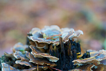 Macro shot of mushrooms in the fall. Mushrooms in autumn