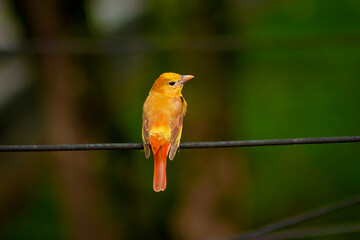 Bird hanging on a wire (Myiodynastes maculatus)