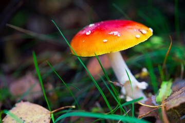 Macro shot of mushrooms in the fall. Mushrooms in autumn