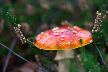 Macro shot of mushrooms in the fall. Mushrooms in autumn