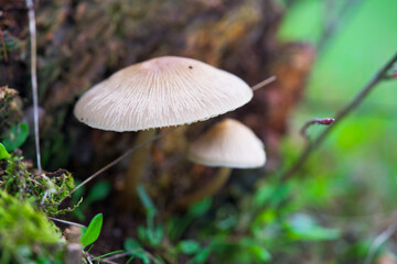 Macro shot of mushrooms in the fall. Mushrooms in autumn