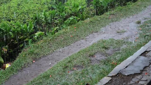 The flow of rainwater in swale and ditches that has potential to cause flood and top soil erosion, as a sign that the dry season has ended and the tropical rainy season has begun to enter.