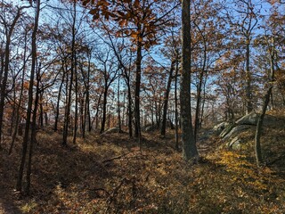 Fototapeta premium Foliage in Breakneck Ridge, Cold Spring, New York - October 2023