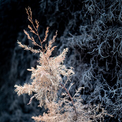 frost on tree