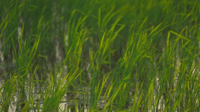 Fresh green grass blades grow in shallow water, creating a calm natural wetland scene with soft focus, vertical lines, and vibrant spring tones.