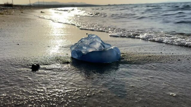 Jellyfish population drifting to the beach and losing their lives due to ecological, climatic and environmental reasons