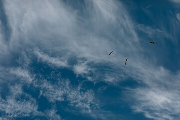 seagulls flying against a dark blue sky 
