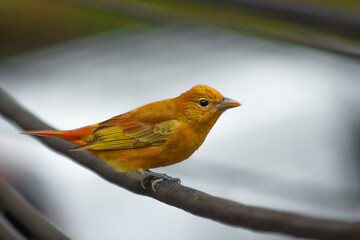 Bird hanging on a wire (Myiodynastes maculatus)