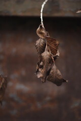 Liście brązowe zgniłe jesienią - obrazy, fototapety, plakaty