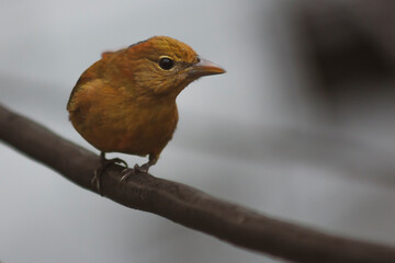 Bird hanging on a wire (Myiodynastes maculatus)