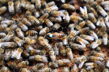 bee family