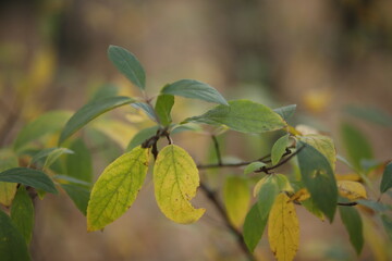Liście zielone makro jesienią