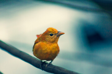 Bird hanging on a wire (Myiodynastes maculatus)