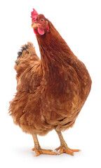 Brown hen isolated.