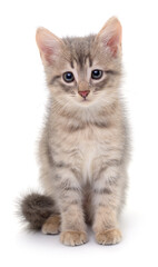 Kitten on white background.