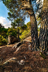 Fototapeta na wymiar Rocas en el pinar