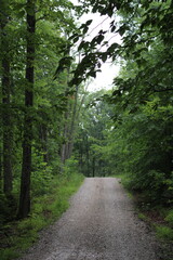 Naklejka premium Road through the forest