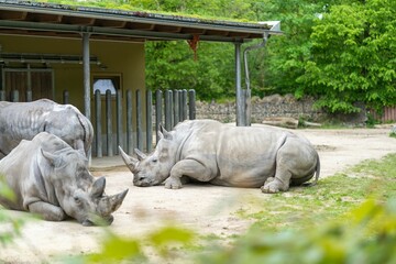African rhinoceroses lounge in a zoo enclosure, enjoying the sun and peace of their habitat