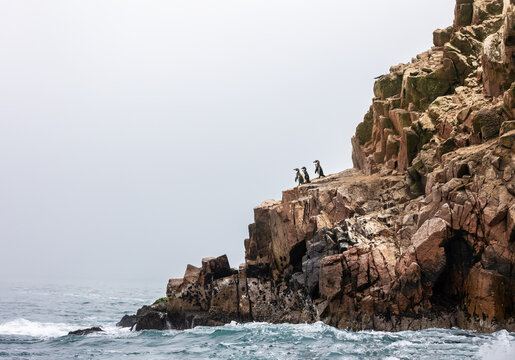Penguins on the rocks. Ballestas Islands (Paracas).Peru