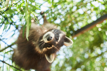 A tame raccoon walks in an enclosure.