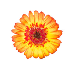 yellow and red gerbera flower blossom isolated against transparent background