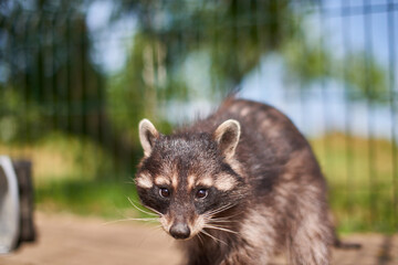 A tame raccoon walks in an enclosure.

