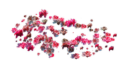 Red and Pink Flower Petals in the Wind. Flying petals on a transparent background
