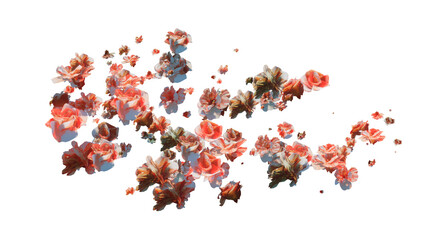Fresh Rose blossom, beautiful rose flowers falling in the air isolated on transparent background. Levitation, spring flowers conception