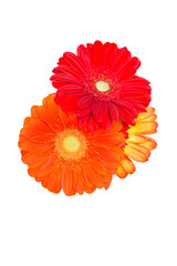  gerbera flowers blossom isolated against transparent background