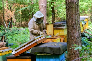 Pszczelarz kontroluje ilość miodu w  ulach w leśnej pasiece