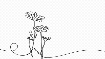 Continuous one line drawing of beautiful wild flowers chamomile vector design. Single line art illustration of nature landscape with beautiful field meadow flowers daisy on transparent background