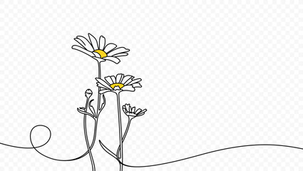 Continuous one line drawing of beautiful wild flowers chamomile vector design. Single line art illustration of nature landscape with beautiful field meadow flowers daisy on transparent background - obrazy, fototapety, plakaty