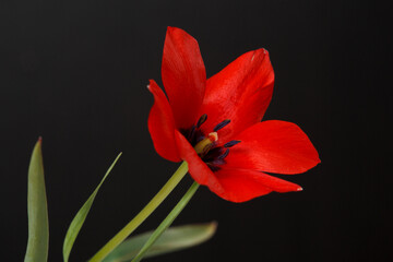 Bright red tulip flower  isolated on black background.