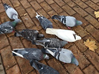 Pigeons eating grain on the sidewalk