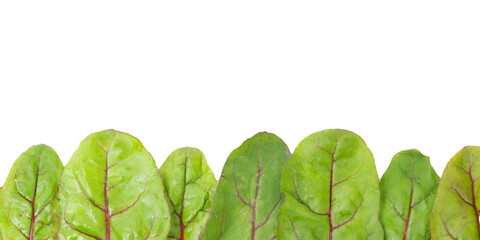 blood dock leaves in a raw isolated against transparent background