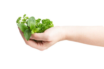 mixed herbs hold in a womans hand isolated against transparent background