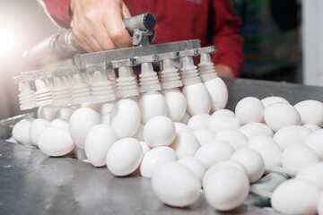 Trays with eggs on production line in factory, transport sucker in bakery industry plants