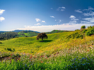 Nature landscape background  by Generative AI 