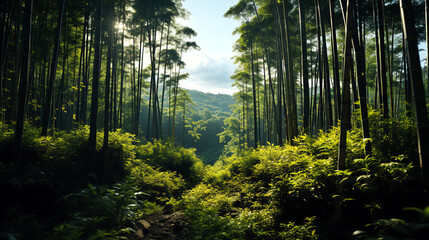 bamboo forest green nature landscape